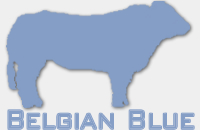 Fokkerijen :: Fokkerij Belgian Blue van de Wildebeek Welle